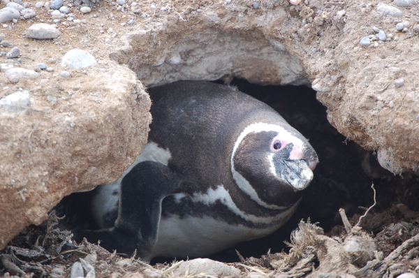 pinguino de magallanes 