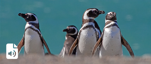 Reserva Provincial Cabo Vírgenes